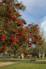 The erythrina cockscomb tree blooms bright red in the city Park in spring. Erythrina is the national flower of Argentina. Argentina, Buenos Aires
