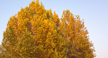 platanus leaf on sky background. golden color background. panoramic view of autumnal colours leaf