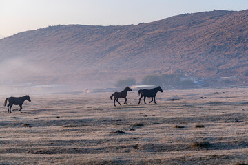 Horses grazing a misty morning in the sunrise in front of Erciyes mountain, in Kayseri city