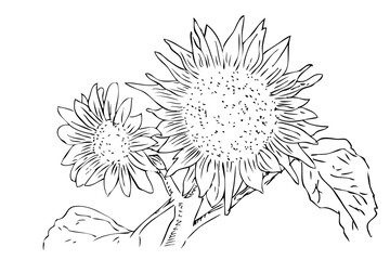 Simple Outline Sketch Vector, Sun flower