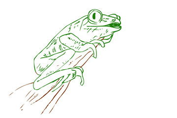Close Up Vector Hand Draw Sketch, Frog at Small Branch