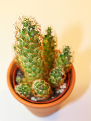 Cactus tree on white background.