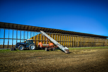 Corn cobs drying in an outdoor silo on the edge of the harvest field