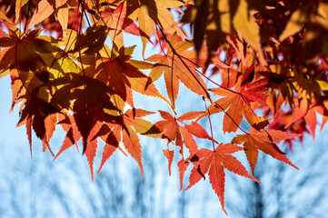 日光に照らされたもみじの葉