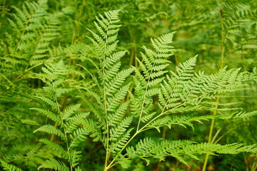 Go green. Green fern tree growing in summer. Fern with green leaves on natural background. Green is the color of spring and hope. Texture backdrop. Wild nature jungles forest.