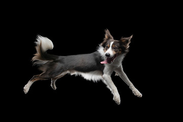 crazy Dog jumping over the disc. Pet in the studio on a black background. Active Border Collie