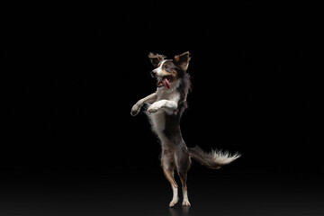 Fototapeta na wymiar crazy Dog jumping over the disc. Pet in the studio on a black background. Active Border Collie