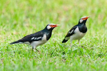 Two Asian Pied Mynas (Starling) walking on the  lawn