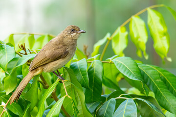 Streak-eared Bulbul perching on Longan tree