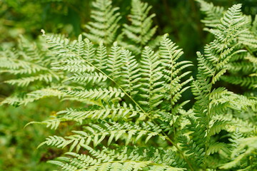Fototapeta na wymiar Exotic tropical ferns with shallow depth of field. Green fern leaves in blurred green natural background. Selective focus.