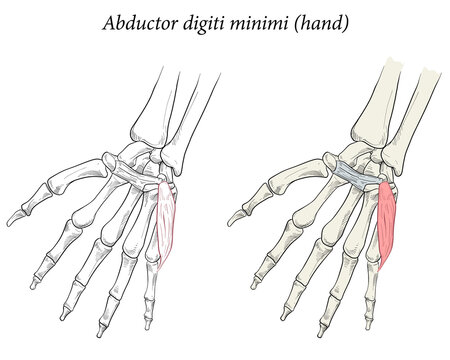 Medical illustration of the superficial muscle of the hand and is associated with the hypothenar (fifth digit) eminence. Specialized images for medicine, student learning, and sports science.