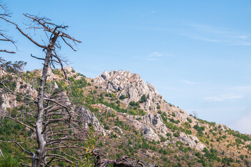 Fototapeta na wymiar Old dry tree on the mountainside. Fallen pines on the steep slope of a high rocky mountain. High rocky mountains on blue sky background.
