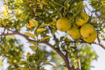 Low angle shot of unripe bergamot oranges on a tree under the sunlight - obrazy, fototapety, plakaty