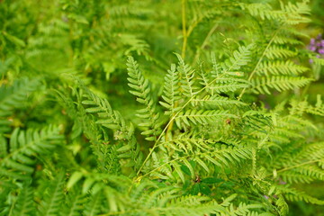 Go green. Green fern tree growing in summer. Fern with green leaves on natural background. Green is the color of spring and hope. Texture backdrop. Wild nature jungles forest.