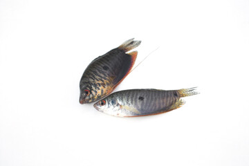 Trichopodus on white background.Gouramis, Gouramis