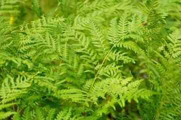 Exotic tropical ferns with shallow depth of field. Green fern leaves in blurred green natural background. Selective focus