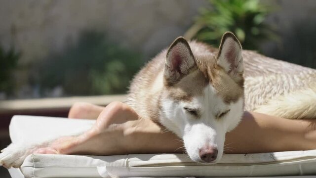 The human affection of the Siberian Husky. sleeping next to its owner. 4k. sunbathing husky.