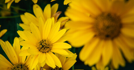 Large yellow garden flowers, close-up. Yellow daisies, selective focus. Flower backgrounds. Gardening.