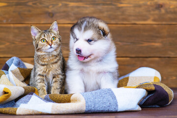 A fluffy puppy sits next to a tabby kitten on a plaid blanket.