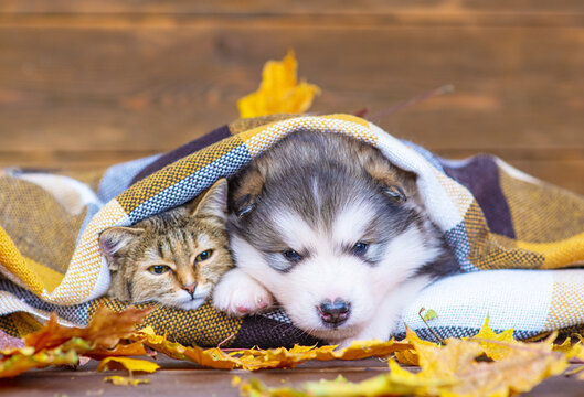 Fluffy Malamute Puppy Sleeping Next To A Tabby Cat Wrapped In A Checkered Plaid On A Brown Wood Background With Dry Maple Leaves