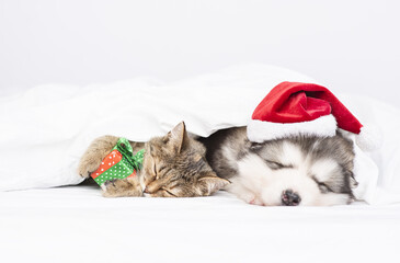 Malamute puppy and tabby kitten sleep at home under a blanket in santa hat. The kitten hugs a small...