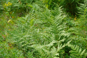Dense fern thickets close-up. Beautiful nature background with many ferns. Scenic backdrop of rich greenery among trees. Full frame of chaotic wild ferns. Vivid green texture of lush fern leaves