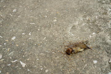 TThe corpse of the bird was dead