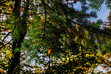 Green leaf with sunlight. 