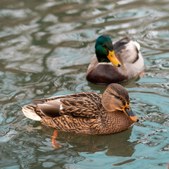 Wild ducks resting on the lake