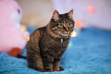 Beautiful domestic cat with long hair against the background of a blurry blanket, garlands and bokeh. Portrait of beloved pet at home with bokeh effect lights. Close up cat photography for design and 