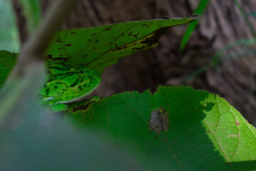 Green chameleon sitting on a green leaf