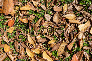 autumn leaves on green grass