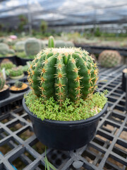 Close-up a Golden Barrel in garden, Succulent cactus ball (Echinocactus grusonii) growing in flower...