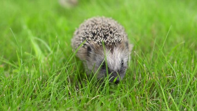 The hedgehog runs around in the grass. A wild animal in a green lawn is on the loose. High quality FullHD footage