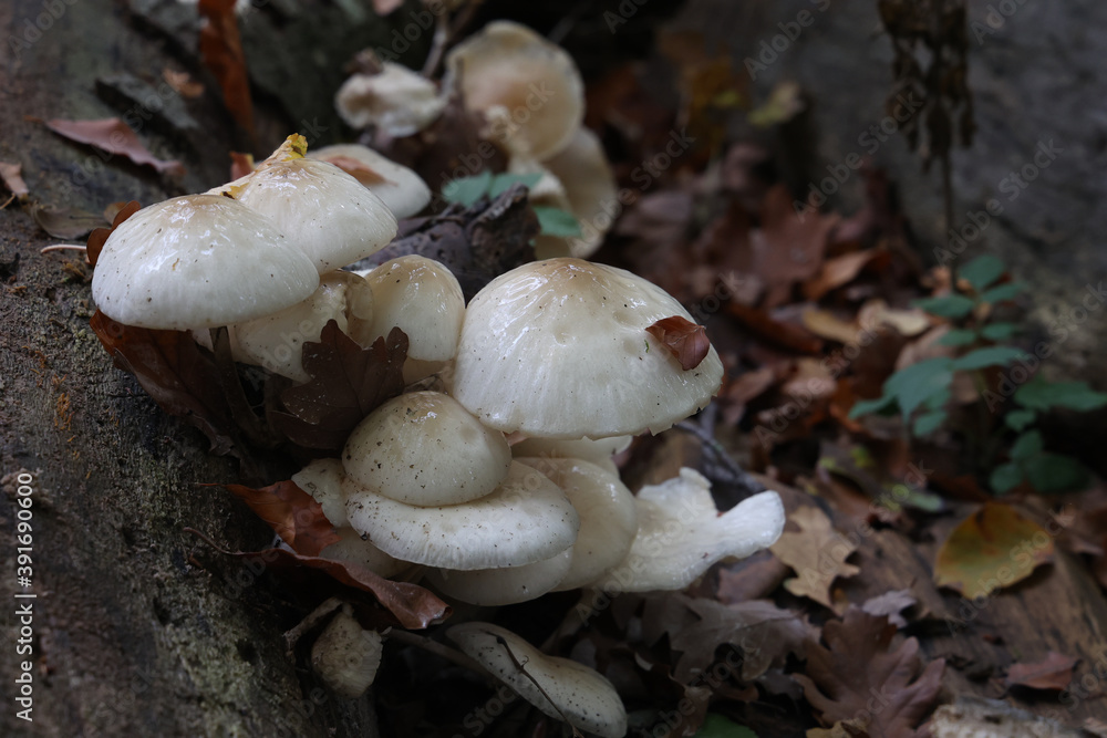 Poster closeup shot of white forest mushrooms grew on the fallen tree.