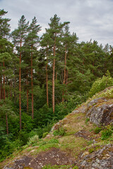 Deciduous and coniferous forest in which grass grows. The forest is located on the hills. Visible stones, roots, needles on the ground, ravines. The sun shines through the branches. Russia, nature
