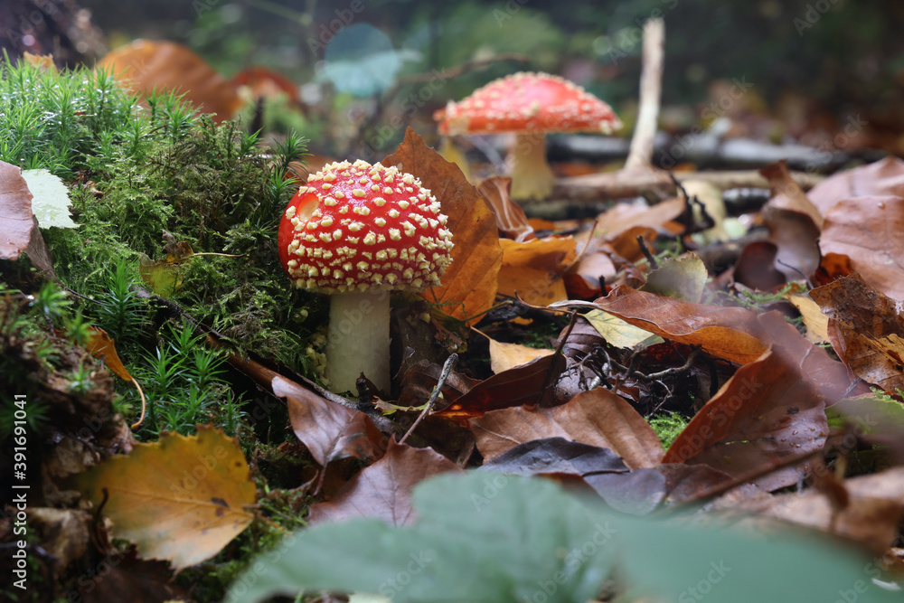 Wall mural closeup shot of amanita muscaria mushroom in the forest.