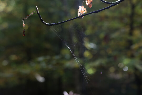 Spider web refreshed by the sun hangs on the branches of a tree