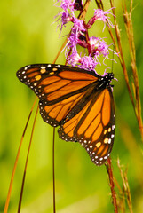 A monarch butterfly sits on a flower in a Georgia swamp.