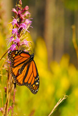 A monarch butterfly sits on a flower in a Georgia swamp.