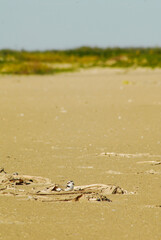 A Snowy Plover hides on the Texas beach during a brisk autumn afternoon.