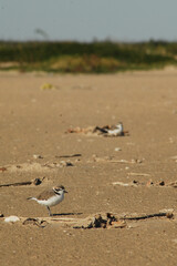 A Snowy Plover hides on the Texas beach during a brisk autumn afternoon.