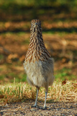 A Greater Roadrunner pauses in the Texas desert.