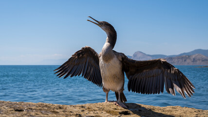 a cormorant bird with its wings spread stands on a rock by the sea