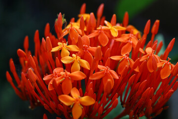 red and yellow flower