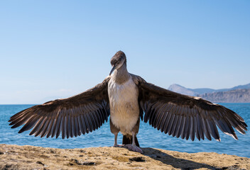 a cormorant bird with its wings spread stands on a rock by the sea