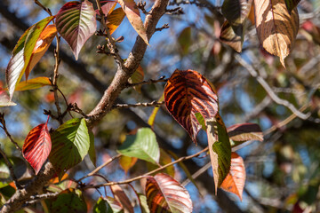 Autumn leaves of cherry tree