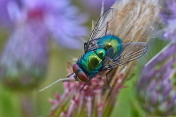Closeup shot of a green fly on a flower