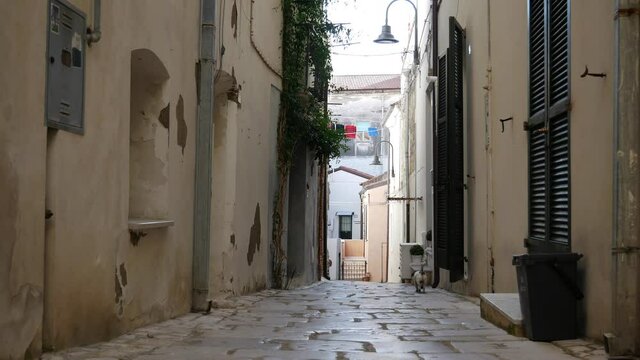 Termoli -Molise -   A small Jack Russell dog explores the alleys of the ancient village.