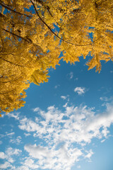 紅葉したイチョウの木と晴天の空(縦)